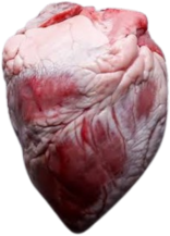 anotomical heart 4